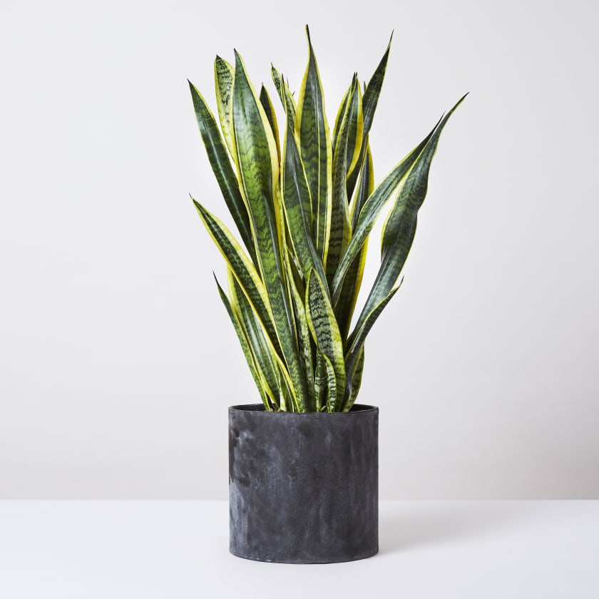 Indoor Plants